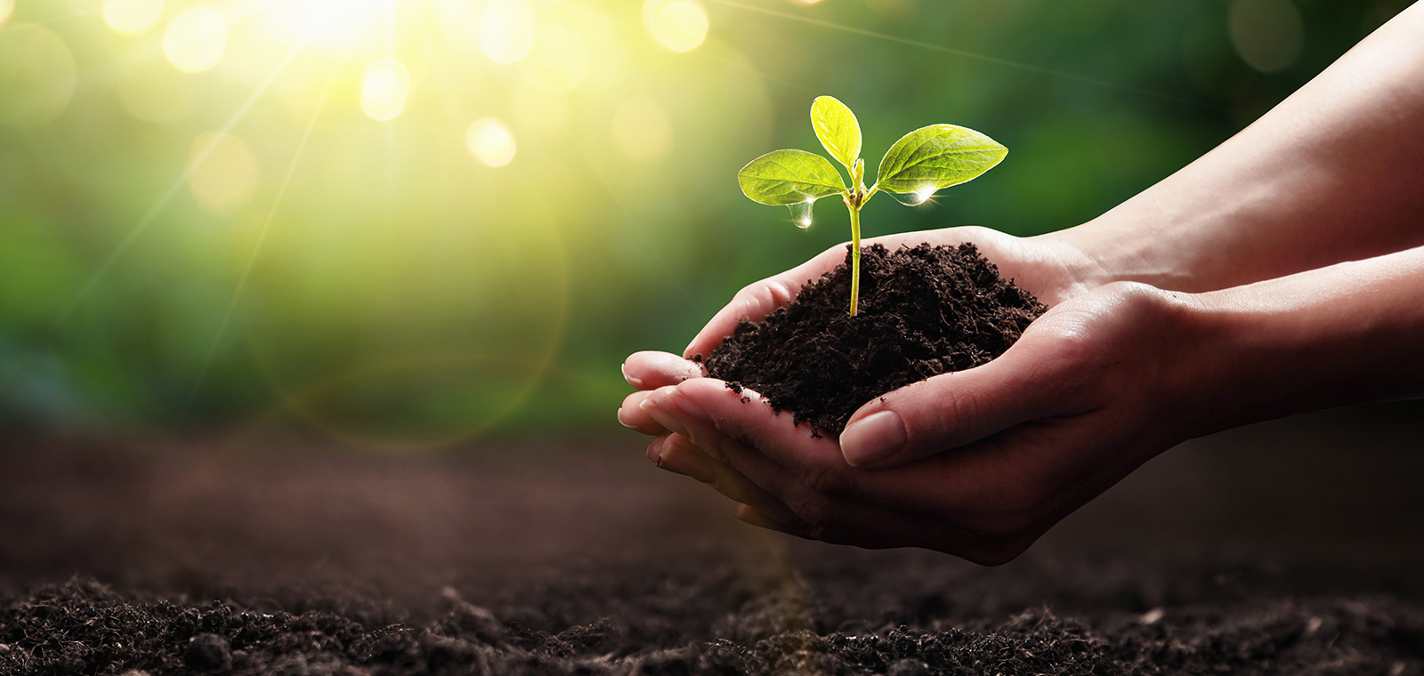 Hands holding a small plant in rich soil.
