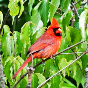 Cardinal Project